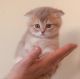 Scottish Fold Cats for sale in San Diego, CA, USA. price: NA