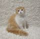 Scottish Fold Cats for sale in Bayville, NJ 08721, USA. price: NA