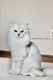 Scottish Fold Cats for sale in Dublin, OH, USA. price: NA