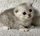 Scottish Fold Cats for sale in Malolos Ave, Bagong Barrio West, Caloocan, Metro Manila, Philippines. price: NA