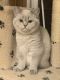 Scottish Fold Cats for sale in Kent, WA, USA. price: NA