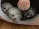 Scottish Fold Cats for sale in Edison, NJ, USA. price: NA