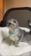 Scottish Fold Cats for sale in Waterbury, CT, USA. price: $1,400
