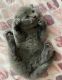 Scottish Fold Cats for sale in 440 W 114th St, New York, NY 10025, USA. price: NA