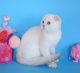 Scottish Fold Cats for sale in Glen Cove, NY, USA. price: NA