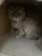 Scottish Fold Cats for sale in Staten Island, NY, USA. price: $250