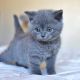 Scottish Fold Cats for sale in Carmichael, CA, USA. price: NA