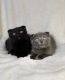 Scottish Fold Cats for sale in Spokane, WA 99217, USA. price: $1,000