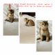 Scottish Fold Cats for sale in Spartanburg, SC, USA. price: $900