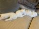Scottish Fold Cats for sale in Sarasota, FL, USA. price: $1,000