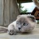 Scottish Fold Cats for sale in Driftwood, TX 78619, USA. price: $1,000