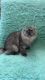 Scottish Fold Cats for sale in Wasilla, AK 99654, USA. price: $950