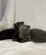Scottish Fold Cats for sale in Spokane, WA, USA. price: $1,000