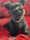 Scottish Terrier Puppies for sale in Los Angeles, CA 90022, USA. price: $1,300