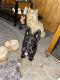 Scottish Terrier Puppies for sale in Woodburn, OR 97071, USA. price: $2,000