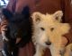Scottish Terrier Puppies for sale in Othello, WA 99344, USA. price: $1,500