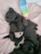 Scottish Terrier Puppies for sale in Grand Rapids, MI, USA. price: $1,000