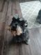 Scottish Terrier Puppies for sale in Martinsburg, WV, USA. price: NA