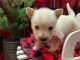 Scottish Terrier Puppies for sale in California City, CA, USA. price: NA