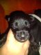 Scottish Terrier Puppies for sale in Hinsdale, NY 14743, USA. price: $1,500