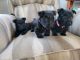 Scottish Terrier Puppies for sale in Big Lake, MN, USA. price: $750
