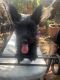 Scottish Terrier Puppies for sale in Frisco, TX, USA. price: NA