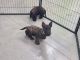 Scottish Terrier Puppies for sale in Mitchell, IN 47446, USA. price: NA