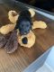 Scottish Terrier Puppies for sale in Elkton, MD 21921, USA. price: $5,000