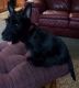 Scottish Terrier Puppies for sale in Mitchell, SD 57301, USA. price: NA