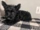 Scottish Terrier Puppies for sale in Cleveland, TN, USA. price: $1,000