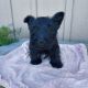 Scottish Terrier Puppies for sale in Bend, OR, USA. price: $1,400