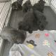 Scottish Terrier Puppies for sale in Columbus, OH, USA. price: $600