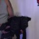 Scottish Terrier Puppies for sale in Columbus, OH, USA. price: $600