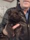 Scottish Terrier Puppies for sale in Sturgis, SD 57785, USA. price: $550
