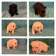 Scottish Terrier Puppies for sale in Alafaya, FL 32833, USA. price: $1,000