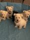 Scottish Terrier Puppies