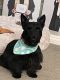 Scottish Terrier Puppies for sale in London, KY, USA. price: $500