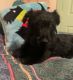 Scottish Terrier Puppies for sale in 34050 Medford Rd, Auberry, CA 93602, USA. price: NA