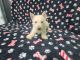 Scottish Terrier Puppies for sale in Mitchell, IN 47446, USA. price: NA