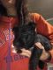 Scottish Terrier Puppies for sale in Shallotte, NC, USA. price: NA