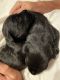 Scottish Terrier Puppies for sale in 19 Cresthaven Dr, Sanford, NC 27332, USA. price: NA