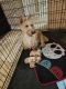Scottish Terrier Puppies for sale in Hesperia, CA, USA. price: $800