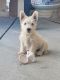 Scottish Terrier Puppies for sale in Wellington, CO 80549, USA. price: $500