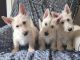Scottish Terrier Puppies for sale in Eva, AL 35621, USA. price: $2,000