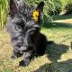 Scottish Terrier Puppies for sale in 493 Royal Manor Ct, Lewis Center, OH 43035, USA. price: $1,000