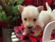 Scottish Terrier Puppies for sale in Tallahassee, Florida. price: $950