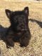 Scottish Terrier Puppies for sale in Herington, KS 67449, USA. price: NA