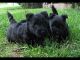 Scottish Terrier Puppies for sale in Honolulu, HI, USA. price: NA