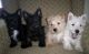 Scottish Terrier Puppies for sale in Ashburn, VA, USA. price: NA