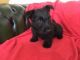 Scottish Terrier Puppies for sale in Chicago, IL, USA. price: NA